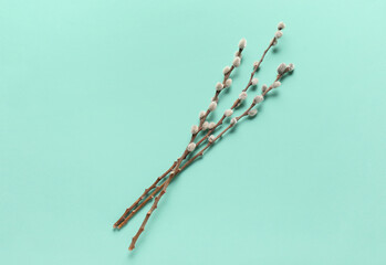 Pussy willow branches on turquoise background © Pixel-Shot