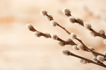 Pussy willow branches on blurred background