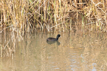 An adult  black duck with a white nose floats on the surface of the water and looks for prey in the Hula Lake Nature Reserve, in northern Israel
