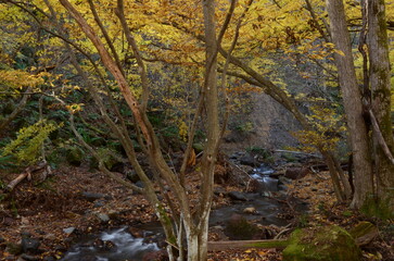 晩秋の達沢不動滝