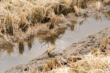 Muddy soil covered with drying hays after rice harvest in tropical country
