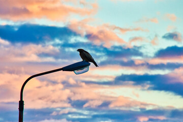 街頭で一休みする鷹