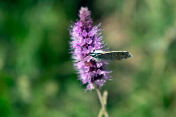 bumblebee on lavender