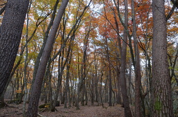 中ノ沢温泉の紅葉