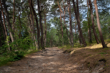 View of the coniferous pine forest on a sunny summer day, Curonian Spit, Kaliningrad region, Russia