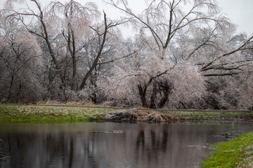 Pond and ice-covered trees from a winter storm in Austin Texas