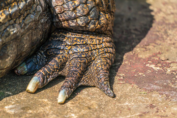 Fototapeta premium The front claws of an Amazonian crocodile