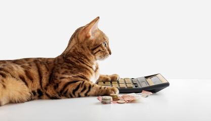 The cat counts the remaining money on a calculator on a white background.