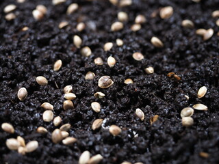 hemp seeds sown in black vermicompost biohumus