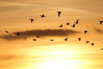 Sunset Geese