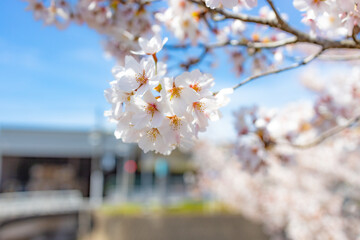 cherry blossom in spring, Japan view