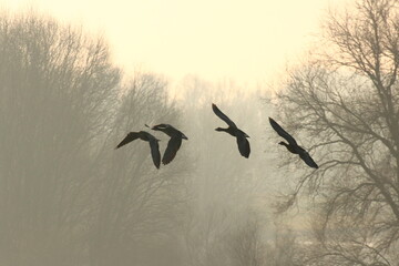 winter geese