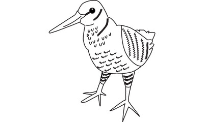 世界自然遺産の島の生き物のアマミヤマシギ　線画