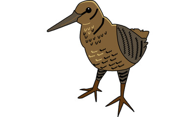 世界自然遺産の島の生き物のアマミヤマシギ　ポップ調