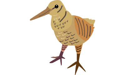 世界自然遺産の島の生き物のアマミヤマシギ　ソフト調