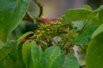 Green leaves in nature close up
