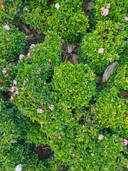 green shrub in a home garden