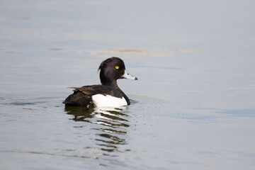 キンクロハジロ