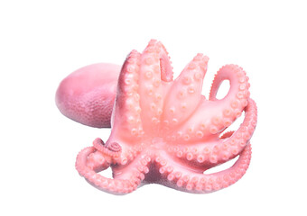 Octopus isolated on white background