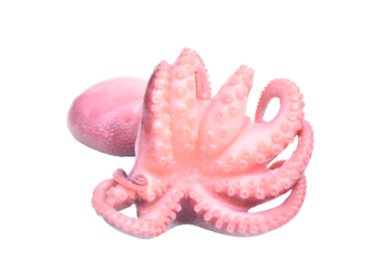 Octopus isolated on white background