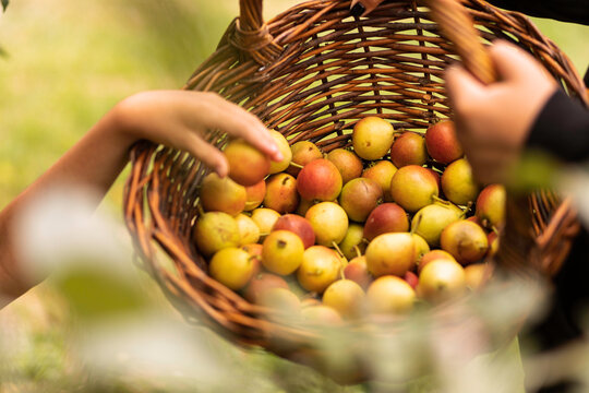 Hands with small ripe pears in a wicker basket. autumn harvest