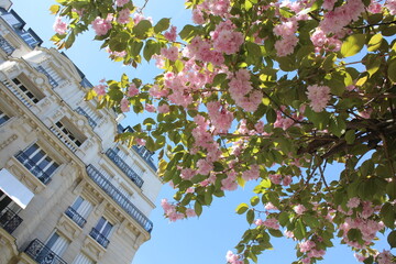 Cherry blossoms in Paris city