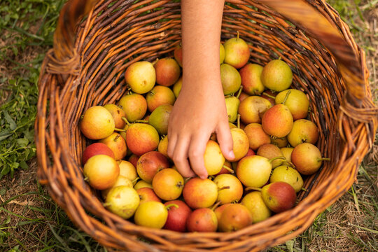 Children's hand with small ripe pears in a wicker basket. autumn harvest