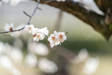 plum blossoms