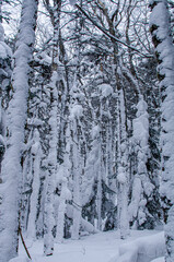 snow covered trees