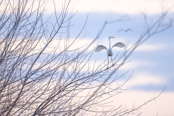 Great egret Ardea alba spread wingh on tree