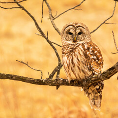 Barred owl in tree