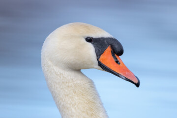 Mute swan bird cygnus olor on closeup portrait