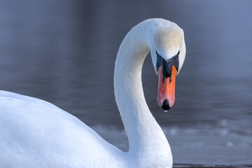 Mute swan bird cygnus olor close-up