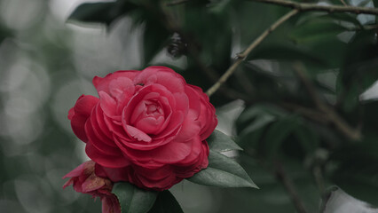 Red camellia