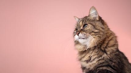 Curios tabby cat on soft pink background. Side view of cute fluffy senior cat with beautiful green...