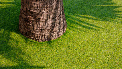Sunlight and shadow on base of palm tree trunk on decorative artificial grass floor in outdoor...