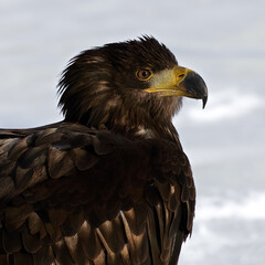 Portrait of the Sea Eagle. Haliaeetus albicilla.