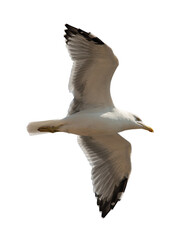 seagull in flight on white background
