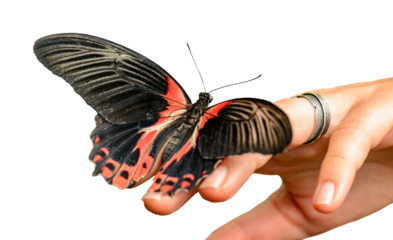 black red white butterfly sitting on girls hand isolated