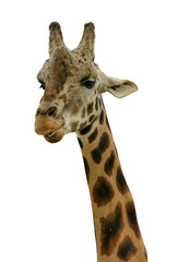 portrait of a giraffe chewing
