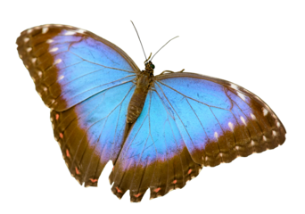 fluorescent bright blue morpho butterfly sitting isolated