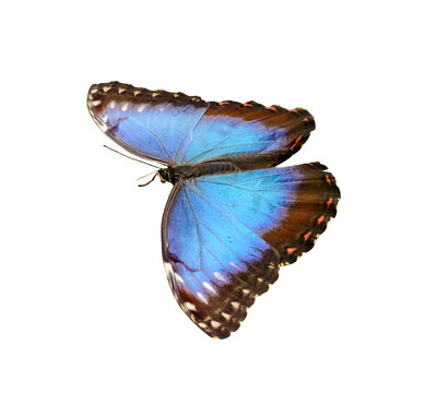 fluorescent bright blue morpho butterfly sitting isolated