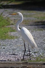great blue heron