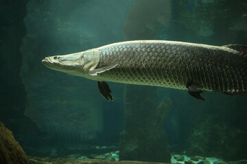 Fototapeta premium Fish under water. Arapaima fish - Pirarucu Arapaima gigas one largest freshwater fish. Fish in the aquarium behind glass.