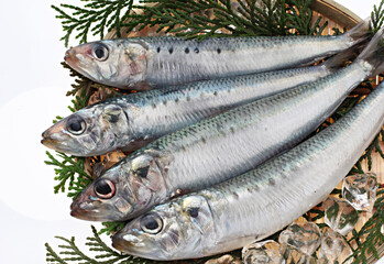 鰯　　マイワシ