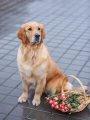 adorable dog golden retriever with a basket of roses near the restaurant in spring. Hi spring. Congratulations on Women's Day March 8. Congratulations on your birthday. gift for Valentine's Day.