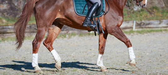 Dressage horse with rider in the riding arena in the walk, close-up Horse legs with front leg raised..