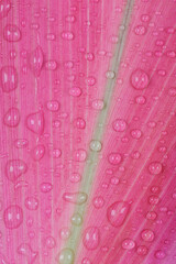 Rose colored leaves from a tropical houseplant with raindrops