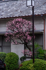紅梅のある風景