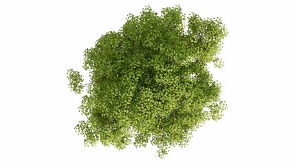 Fototapeta premium 3D Top view Green Trees Isolated on white background, use for visualization in graphic design. 